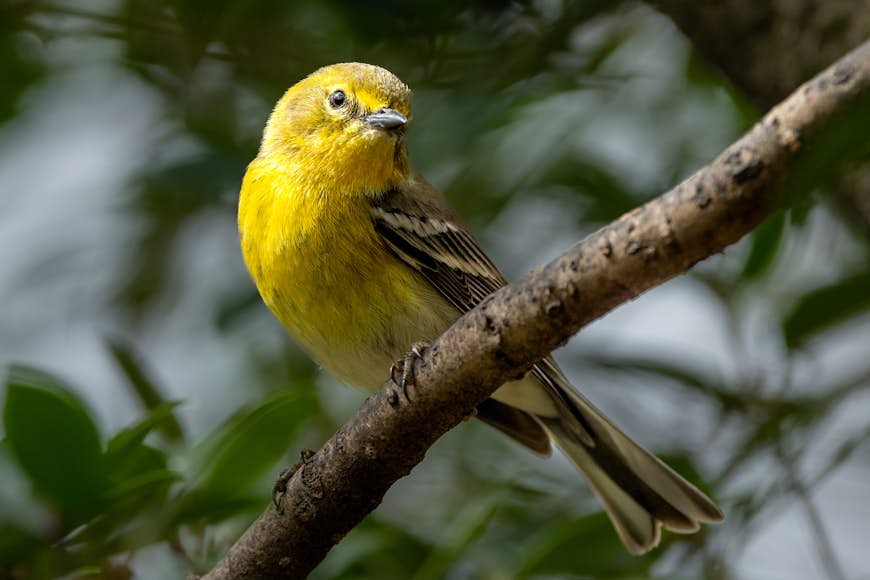 Yellow Bird Pine Warbler Perched on Branch