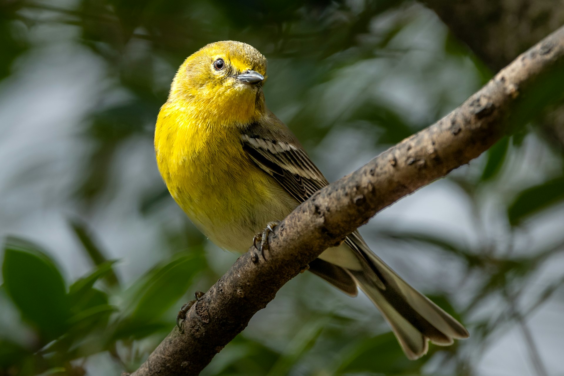 Yellow Bird Pine Warbler Perched on Branch