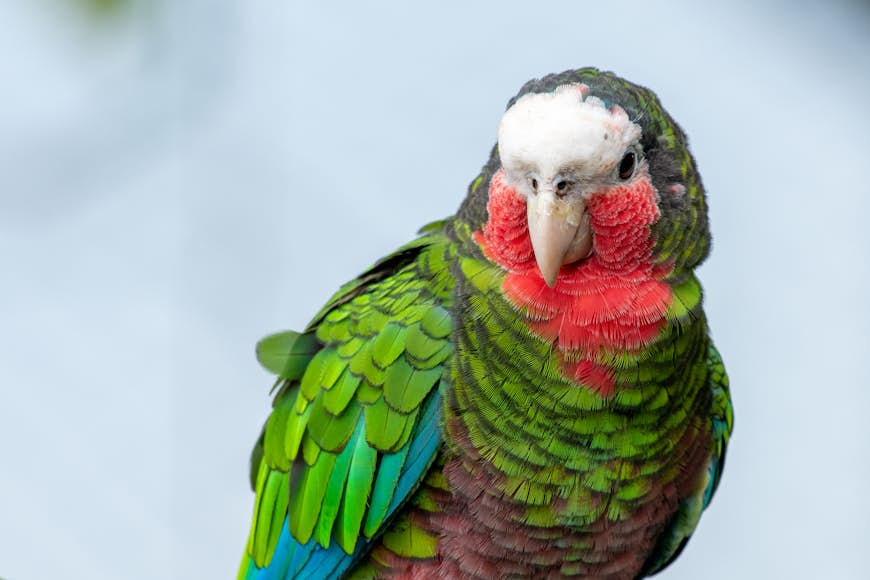 A Cuban Amazon (Amazon leucocephala) parrot, also known as the Abaco parrot