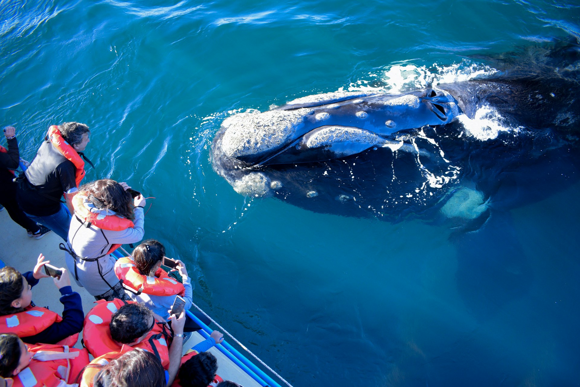 People in orange life jackets lean over the edge of a boat to take photographs of a southern right whale that has come right up to the boat