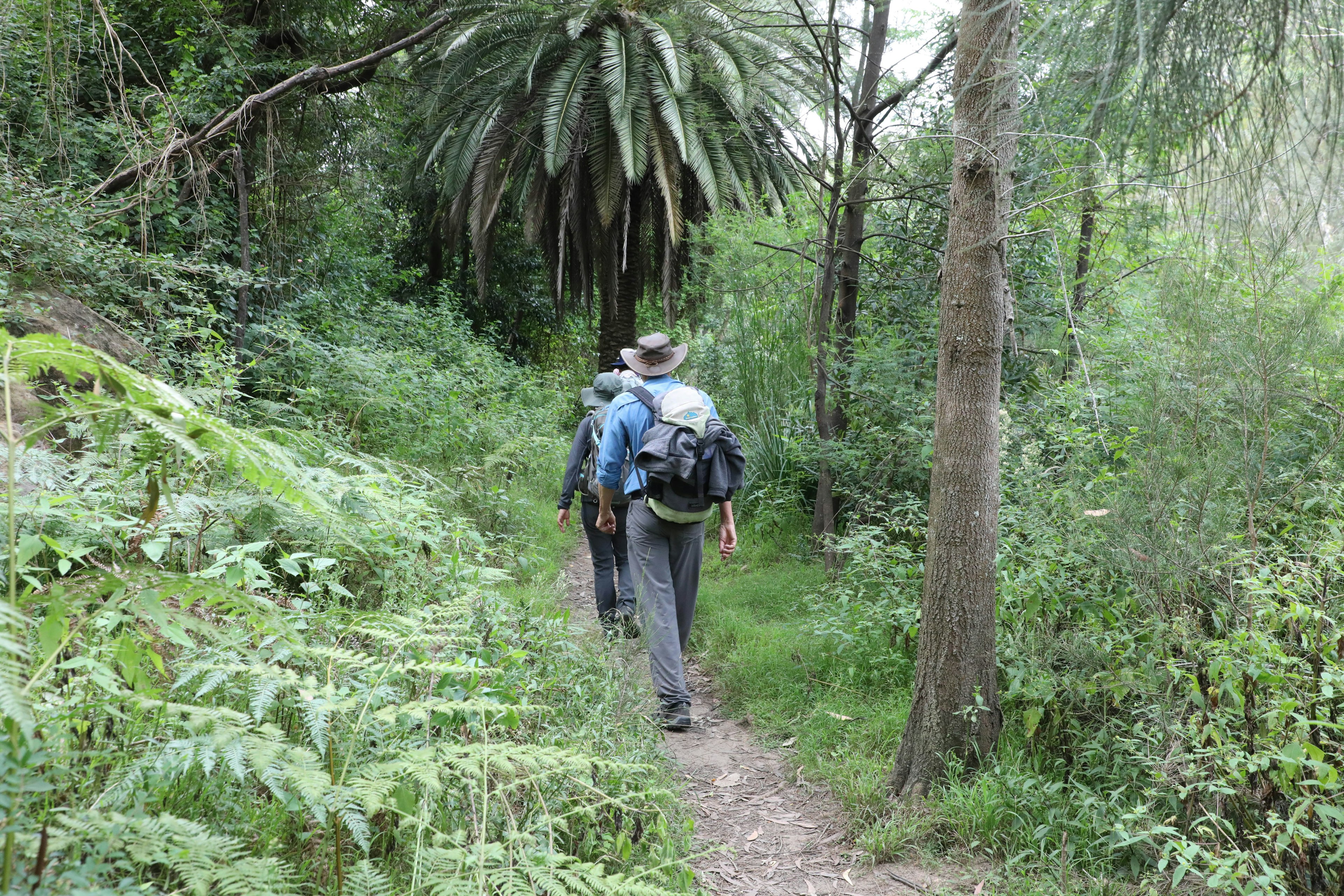 The Great North Walk next to the Lane Cove River in Lane Cove National Park