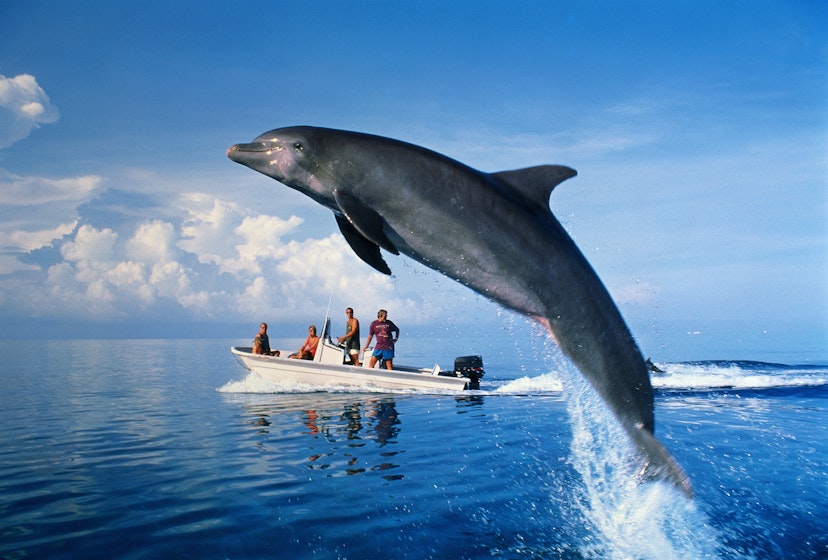 Atlantic Ocean, near West End, Bahamas. Species found in most tropical, subtropical and temperate regions. Dolphin spotting has become a popular tourist activity for visitors to the Bahamas in recent years.