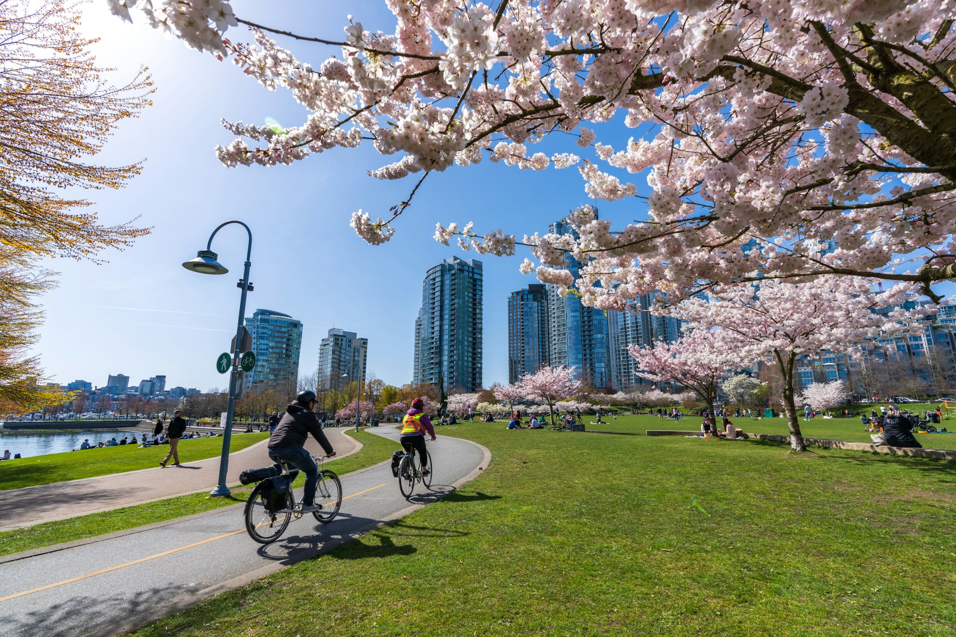 Cyclists ride bikes through a park with paths lined by cherry blossom trees