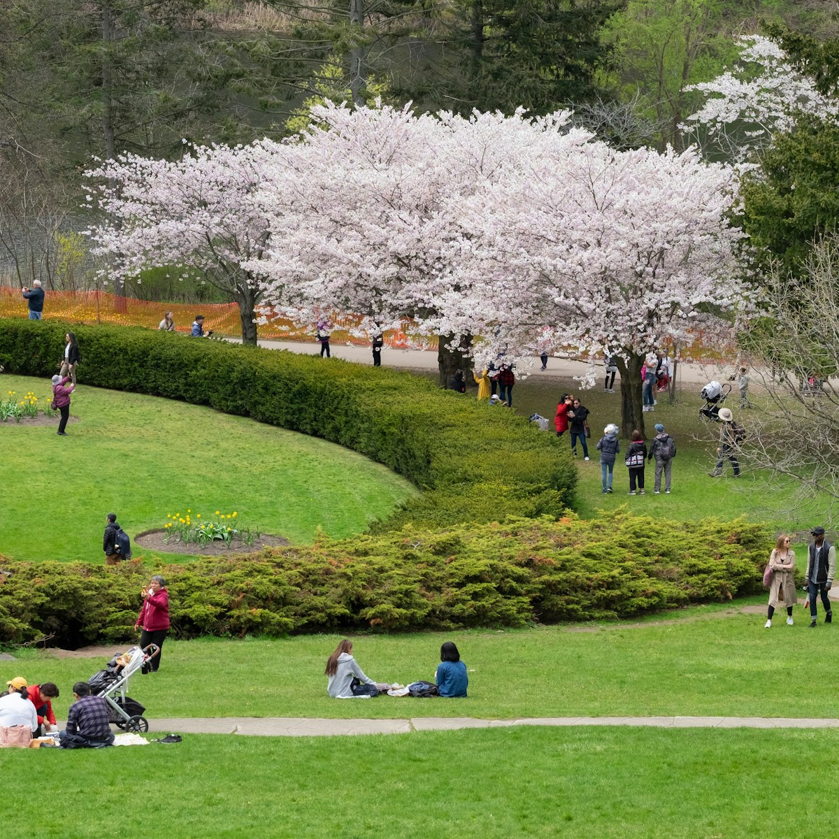 Toronto, Ontario / Canada - May 16 2019: Spring scene of people enjoying the views of white full bloom cherry blossom at High Park. Men, women, kids spending time outdoor, spring season concept.; Shutterstock ID 1400380913; your: Sloane Tucker; gl: 65050; netsuite: Online Editorial; full: Toronto Top Things to Do Article
1400380913