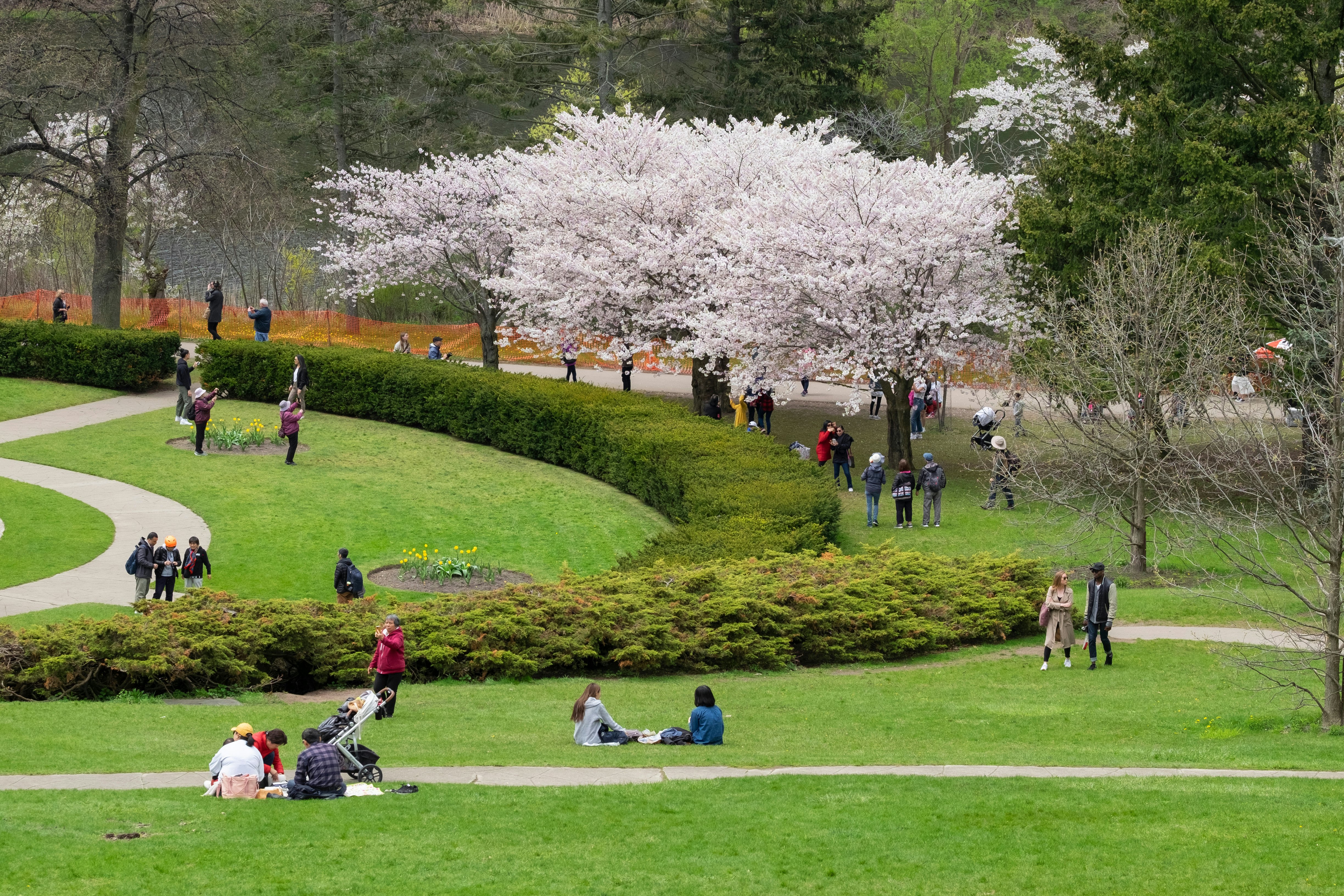 Spring scene of people enjoying the views of white cherry blossoms at High Park, Toronto.