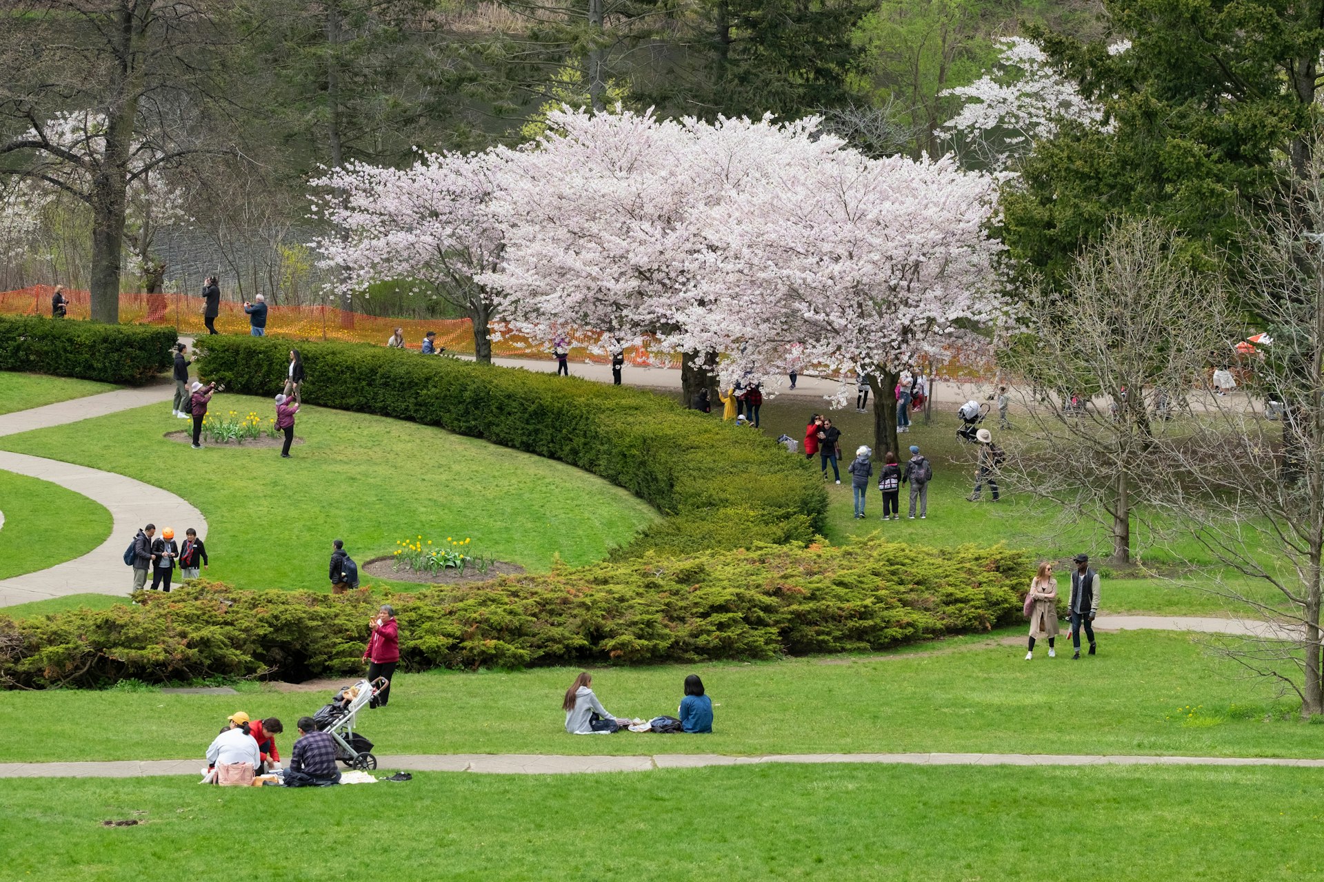 Spring scene of people enjoying the views of white full-bloom cherry blossoms at High Park, Toronto, Ontario, Canada