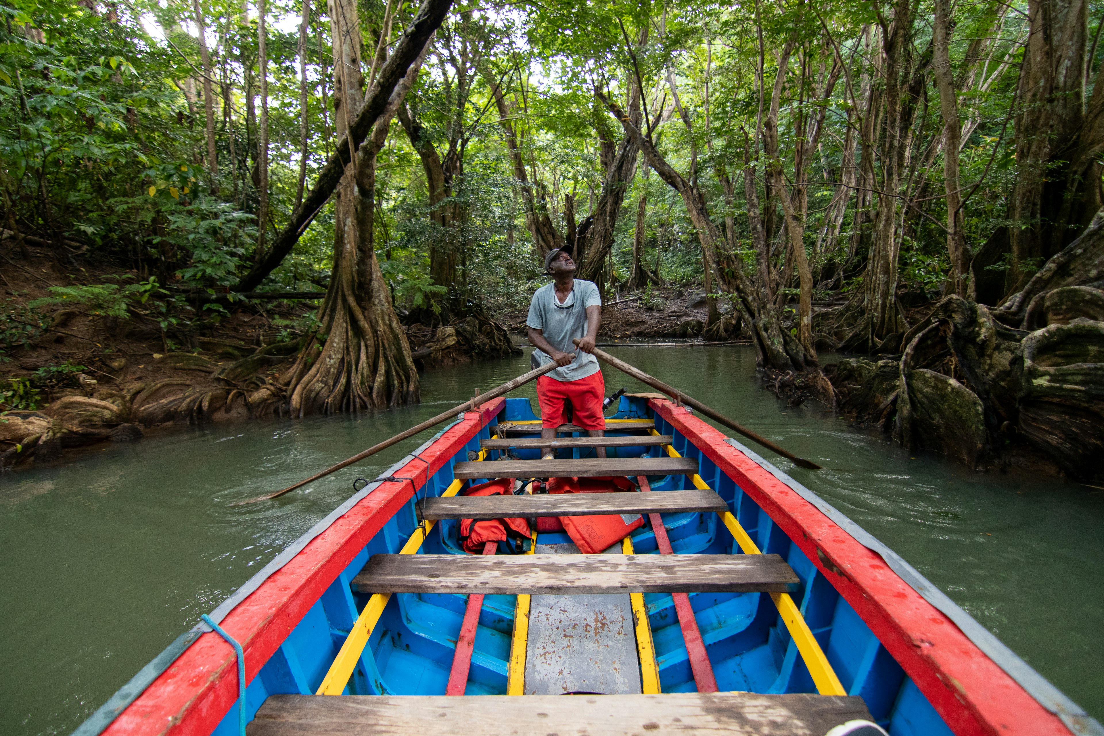 A man paddles a boat painted in red, yellow and blue past the mangrove roots and green trees of the rainforest along the Indian River in Dominica