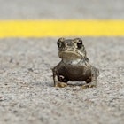 The Toad Has Crossed The Road - Yet another capture of a Toxic Toad crossing the road during a hot Summer day in The Sonoran Desert of Peoria Arizona USA, as many of them invaded the streets after a major flooding Monsoon of August, 2021
