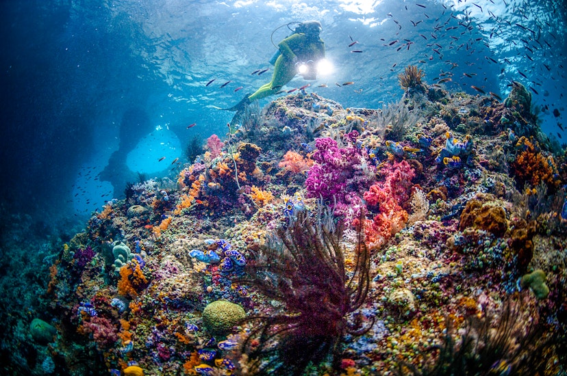 Scuba diver in a colorful reef in Raja Ampat © Getty Images