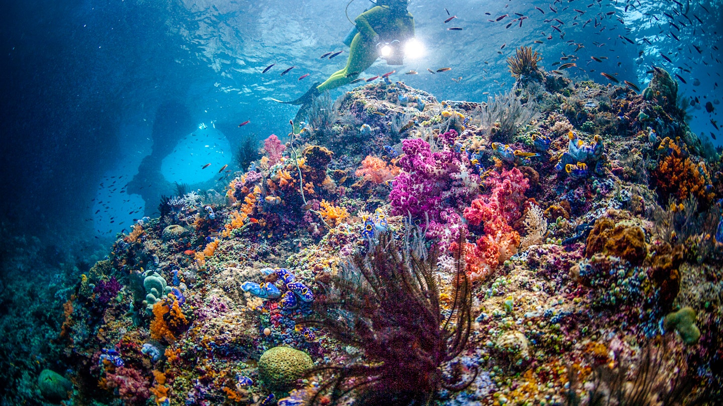 Scuba diver in a colorful reef in Raja Ampat © Getty Images