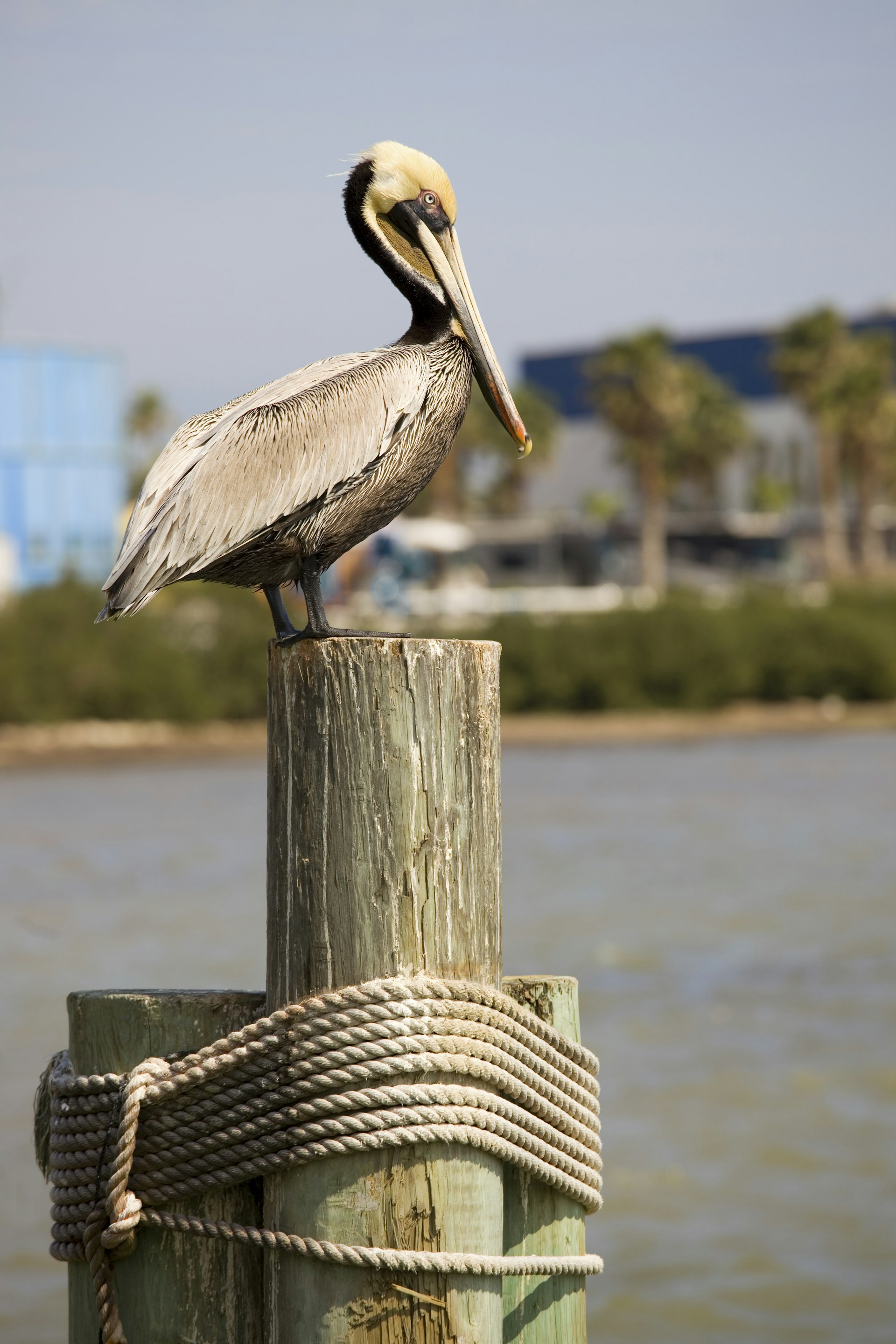 Pelican perched on pier piling, Texas' South Padre Island. 