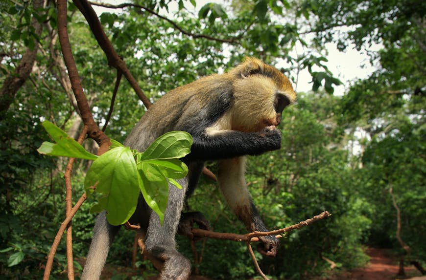 Curious mona monkey at Boabeng-Fiema Monkey Sanctuary, Ghana, West Africa