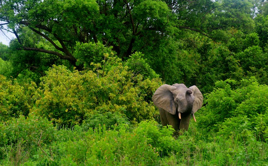 A male African elephant in the greenery of Mole National Park, Ghana, West Africa