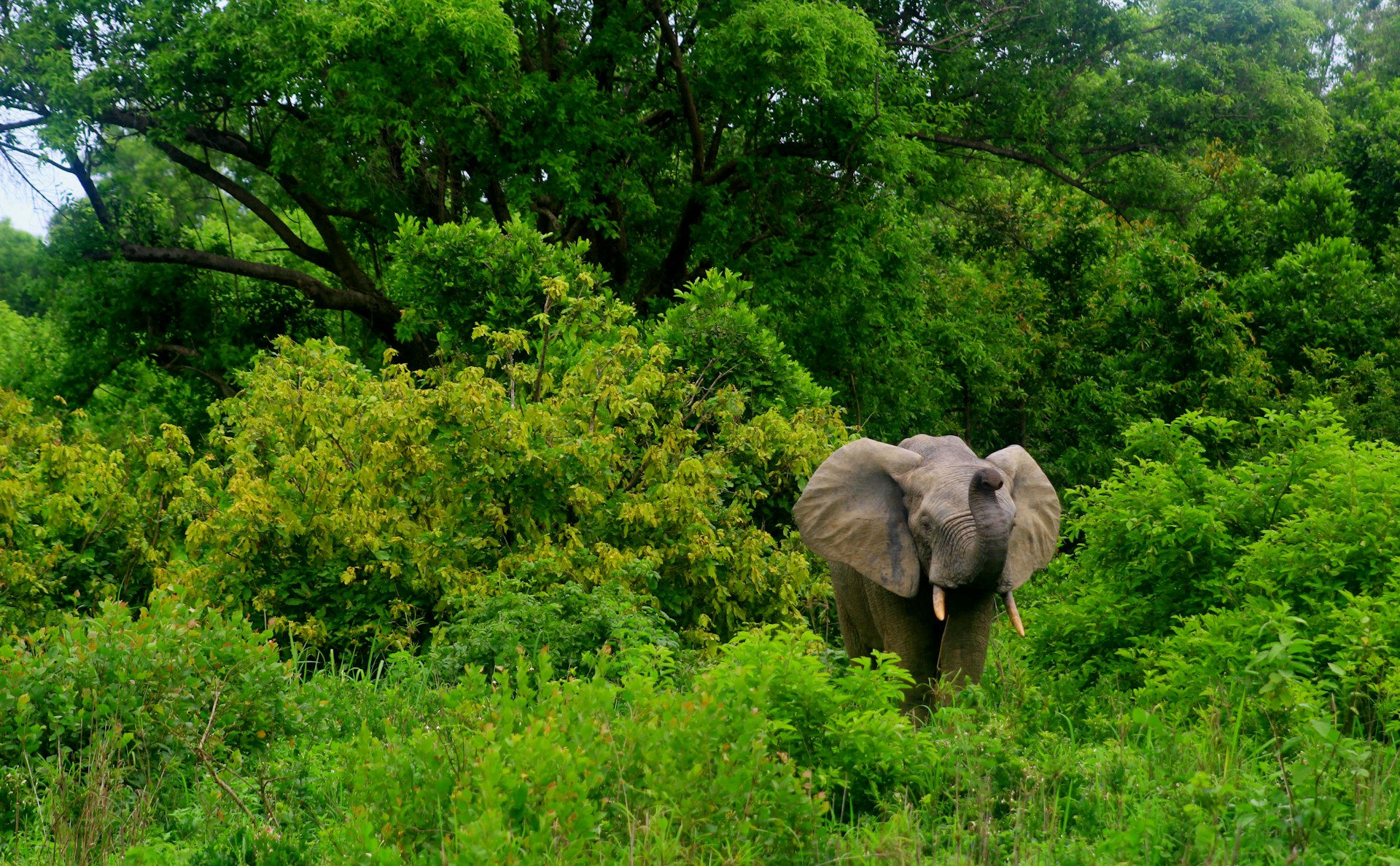 A male African elephant in the greenery of Mole National Park, Ghana, West Africa