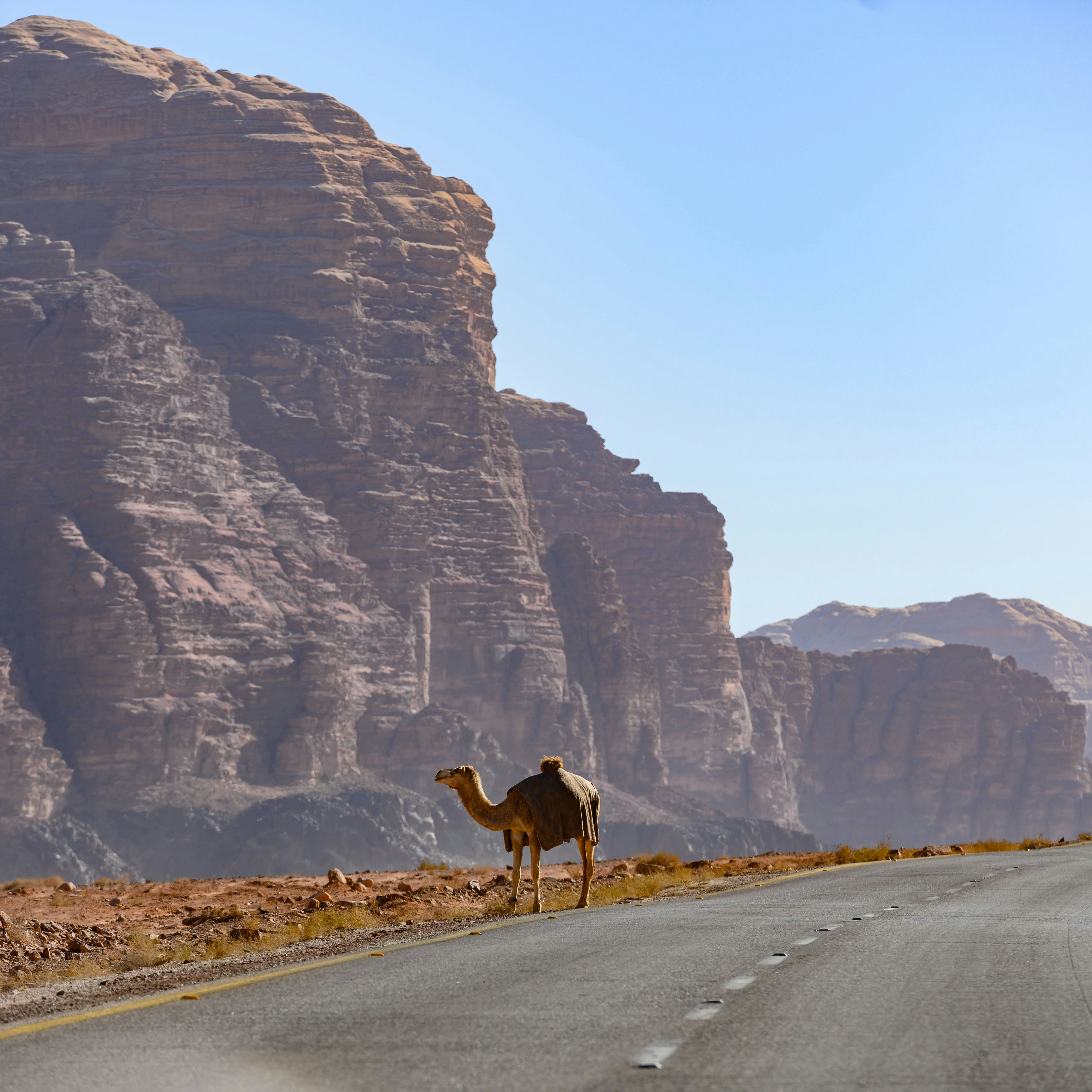 Kings highway, a camel is standing on a beautiful curvy road running through the Wadi Rum desert with rocky mountains in the distance, Jordan