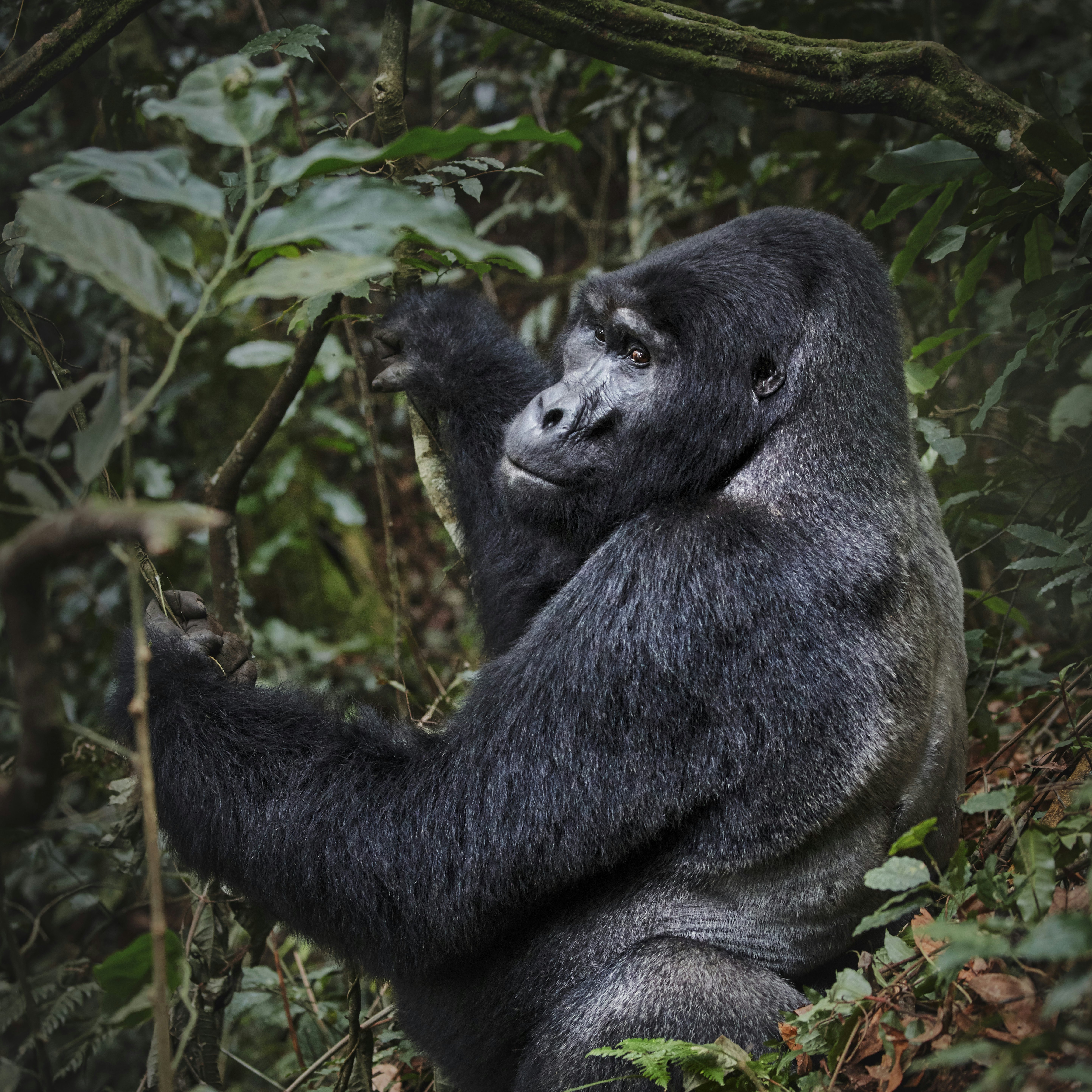 A gorilla in Bwindi Impenetrable Forest National Park, Uganda, Africa