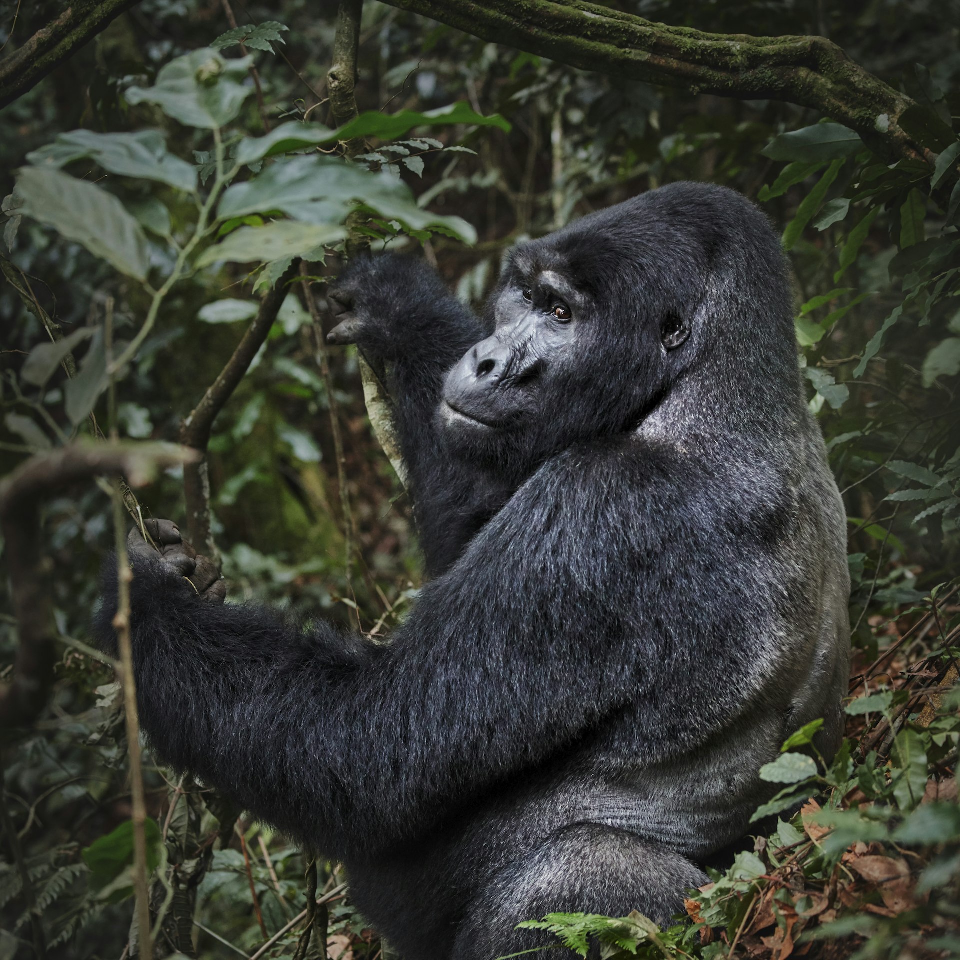 A gorilla in Bwindi Impenetrable Forest National Park, Uganda, Africa