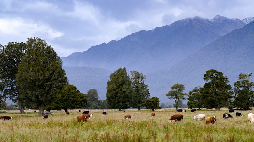 Cattle grazing in a field, Lake Matheson Walk, West Coast, South Island, New Zealand
