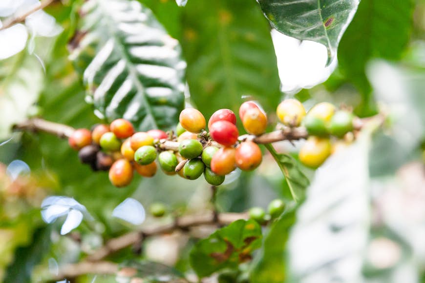 Coffee Crop: red and green coffee beans on a branch