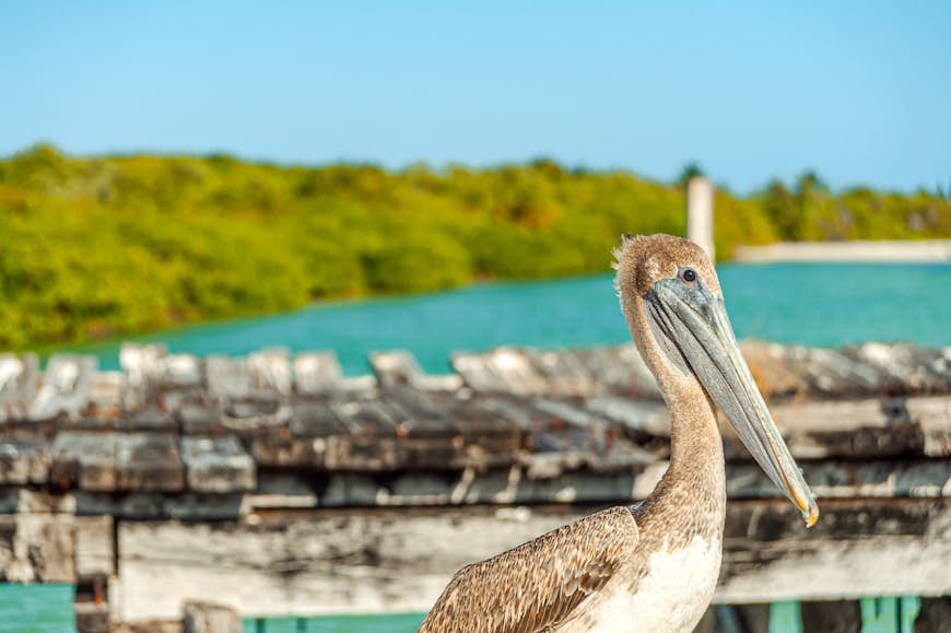 Close up of a pelican's face on a wooden bridge overlooking a beach and the blue green waters of the Caribbean sea inside the Sian Ka'an Biosphere Reserve, against a sunny clear blue sky.
