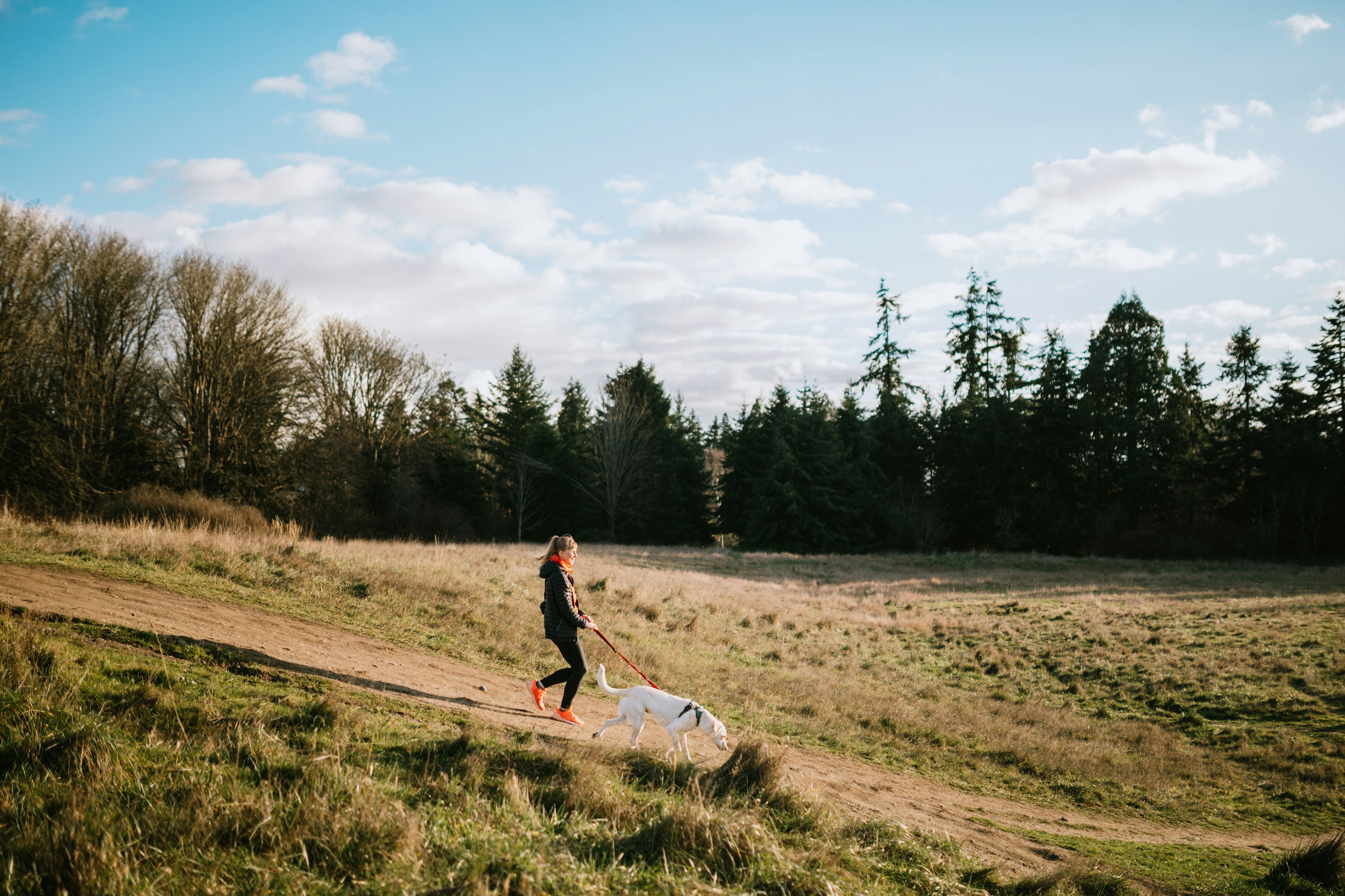 A young adult woman enjoys walking outdoors on a beautiful day in the Pacific Northwest, her canine companion joining her for the exercise.  Shot in Seattle, Washington.