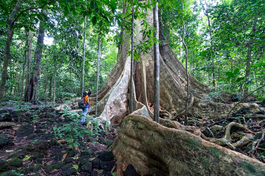 Les femmes touristes explorant les racines d'un arbre géant Tetrameles dans la forêt tropicale du parc national de Cat Tien, province de Dong Nai, Vietnam