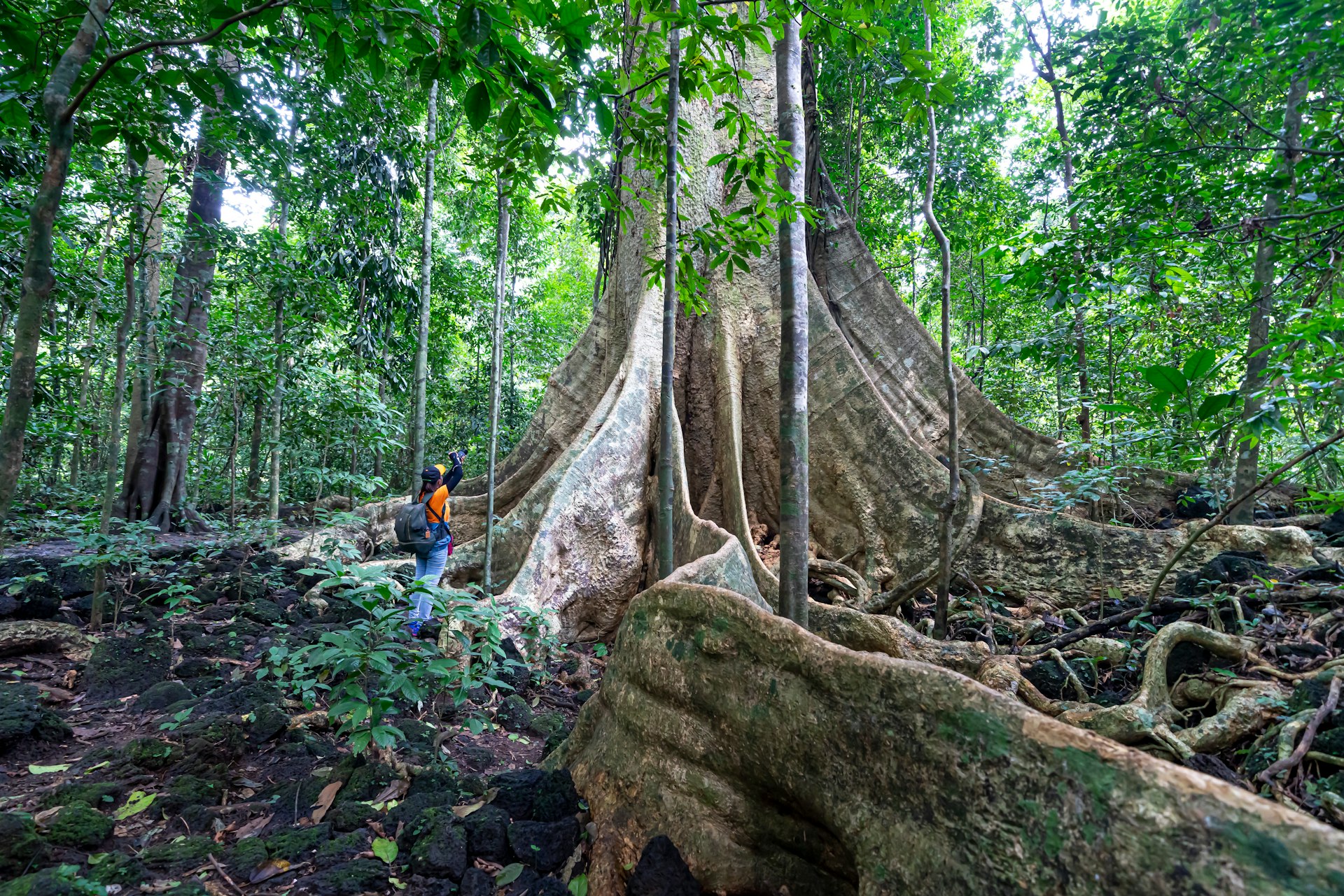 Female tourists exploring giant Tetrameles tree roots in the rainforest of Cat Tien National Park, Dong Nai Province, Vietnam