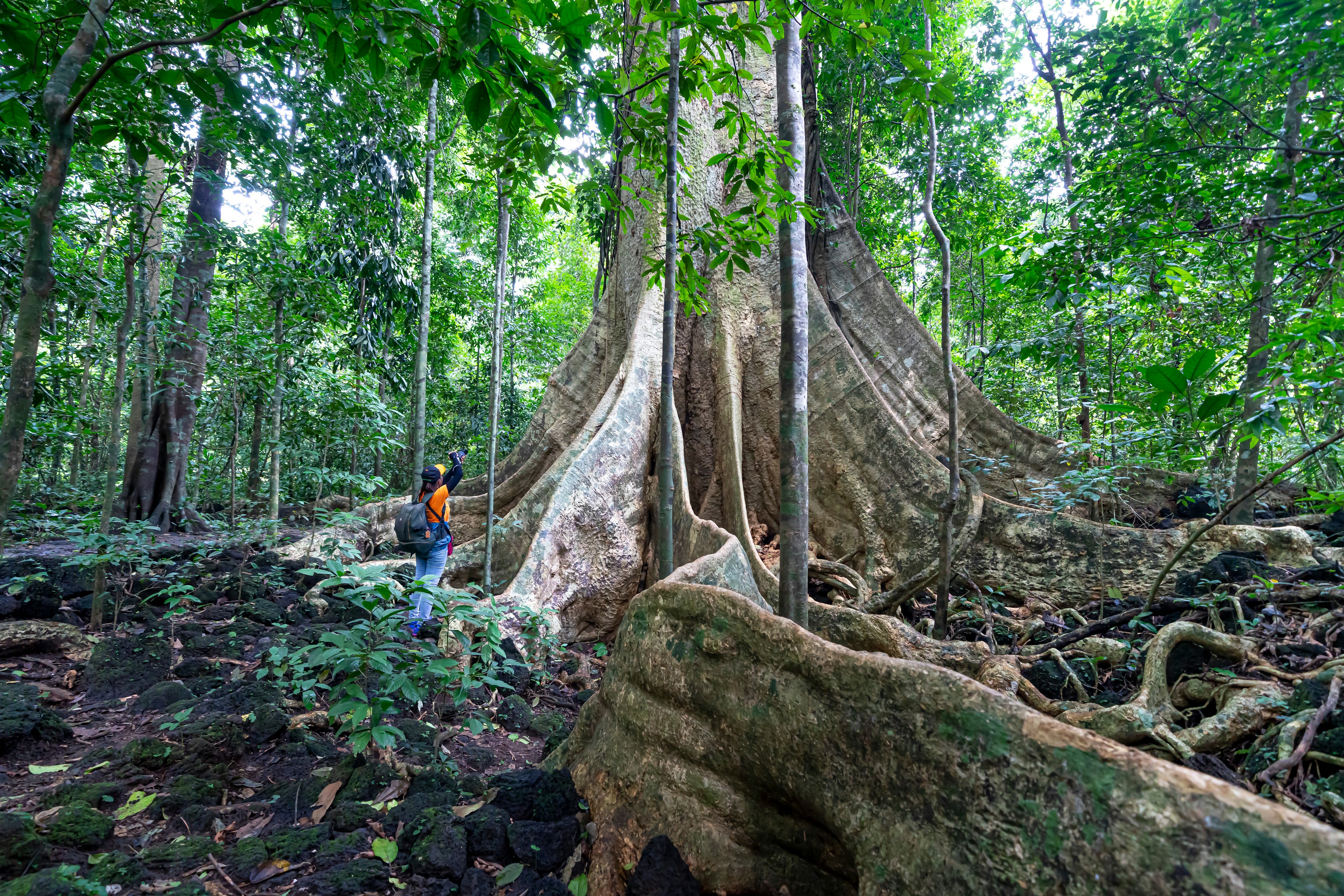 Female tourists exploring giant Tetrameles tree roots in the rainforest of Cat Tien National Park, Dong Nai Province, Vietnam