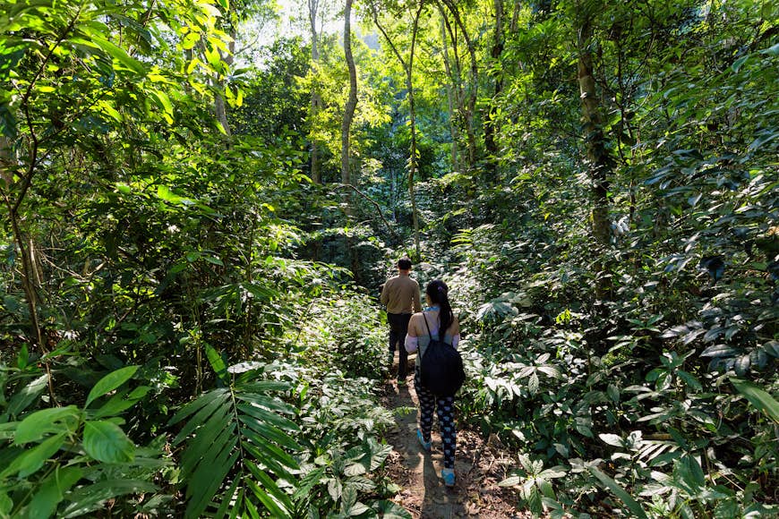 Trekkers walk through the dense jungle of Cat Ba National Park, Ha Long Bay, Vietnam