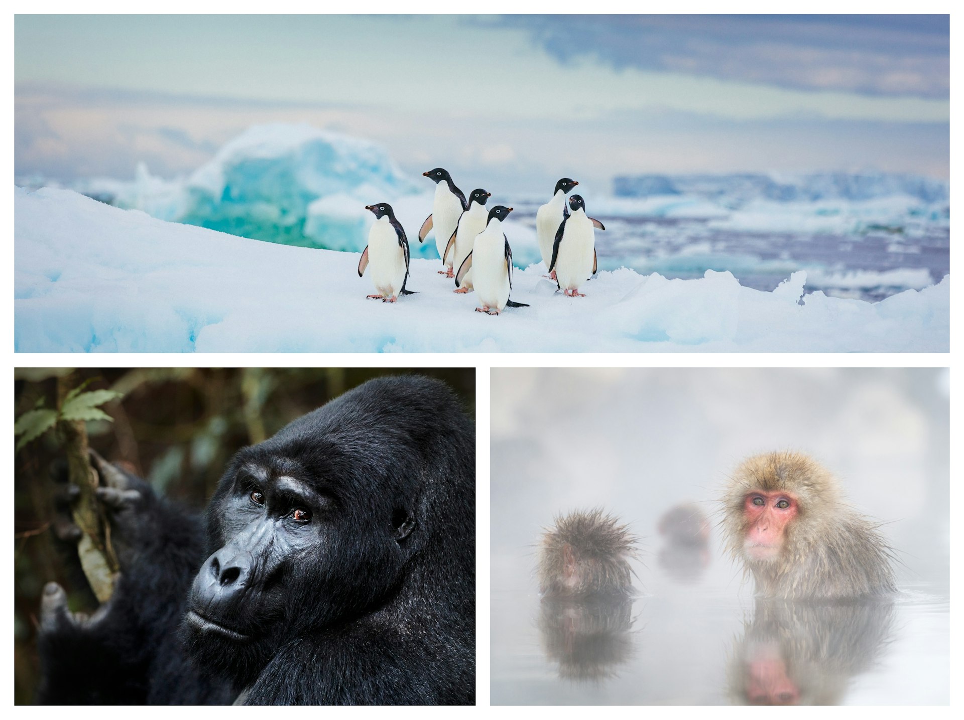 A collage picturing penguins in Antarctica, gorillas in Uganda and monkeys in Japan. 