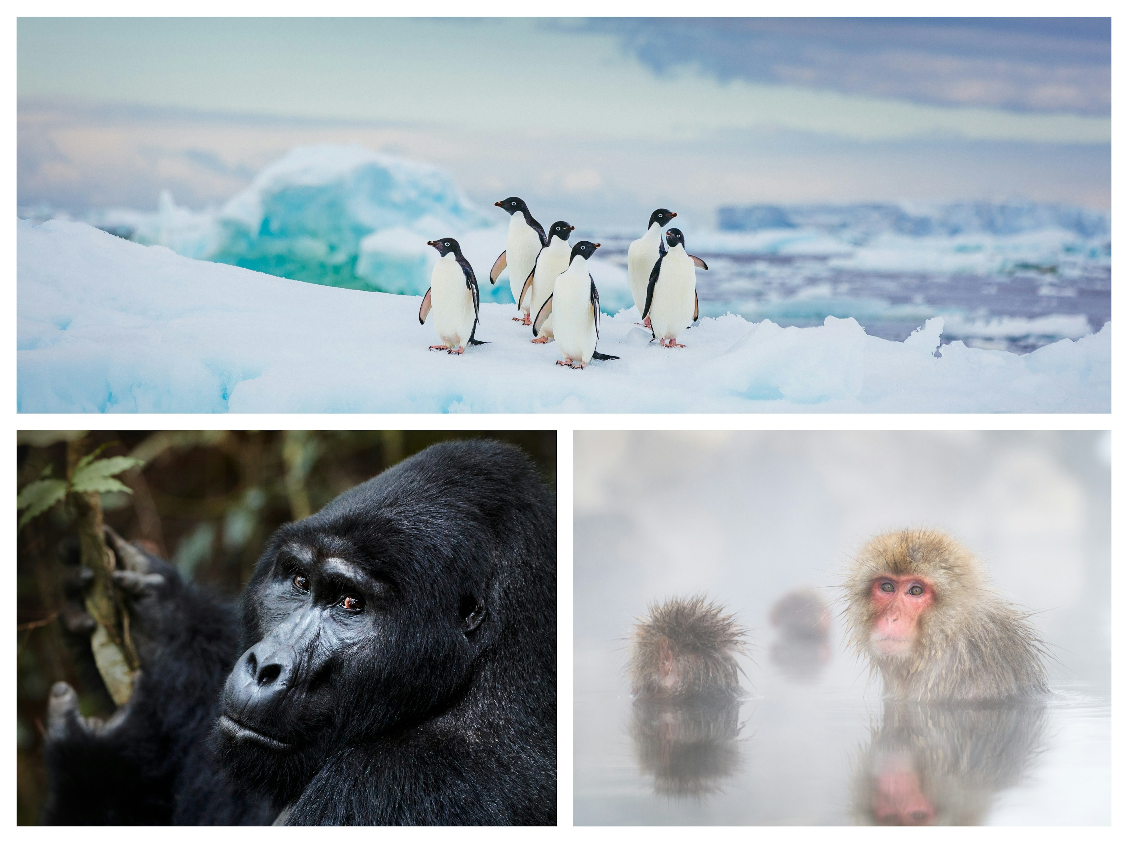 A collage picturing penguins in Antarctica, gorillas in Uganda and monkeys in Japan.