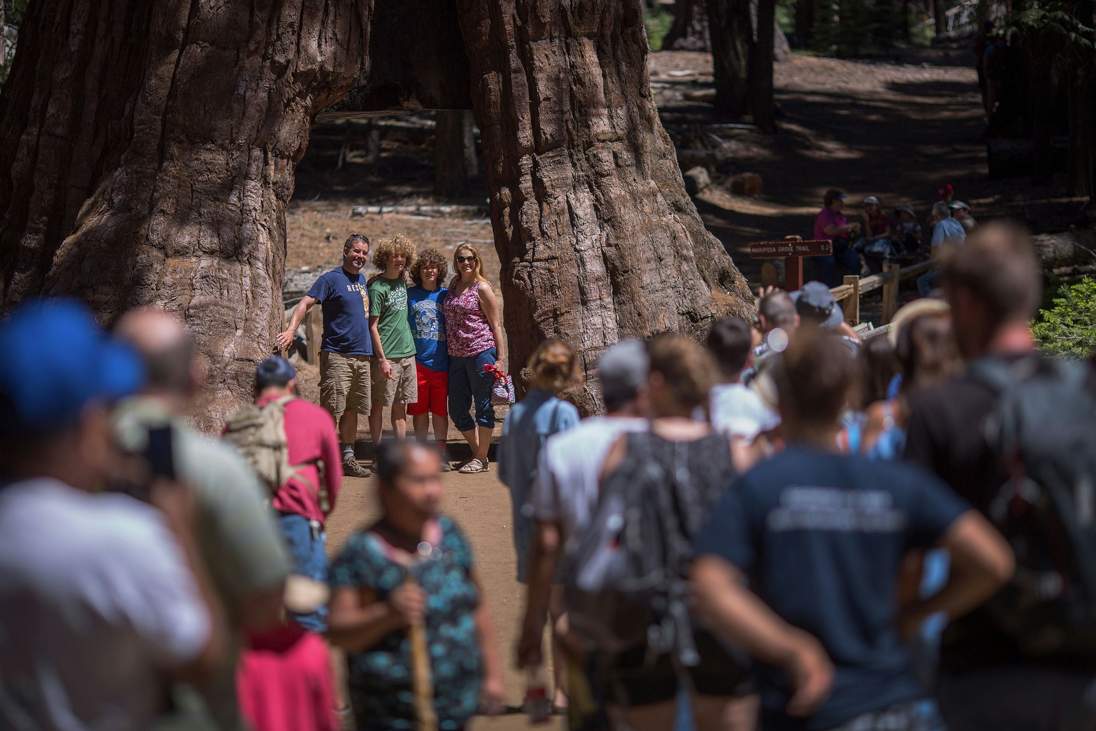 A crowd stands in line to take photos of one another at the California Tunnel Tree