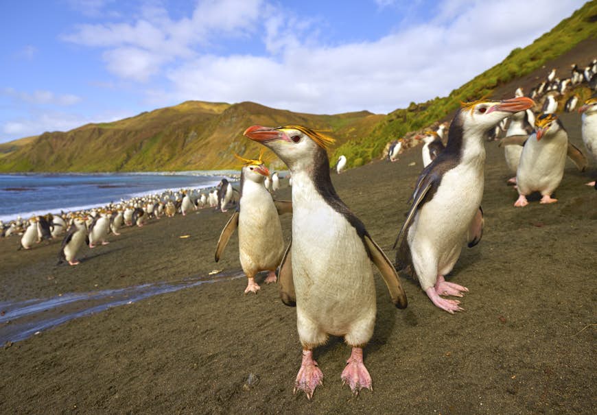 Penguins walk toward the camera on a sandy beach. 