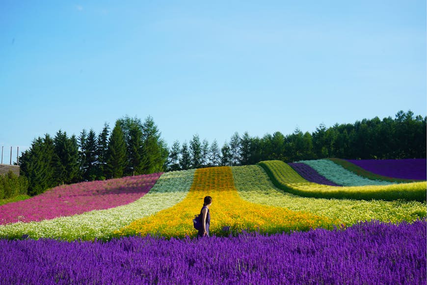 A woman walks through bright slips of colored flower fields in Japan. 