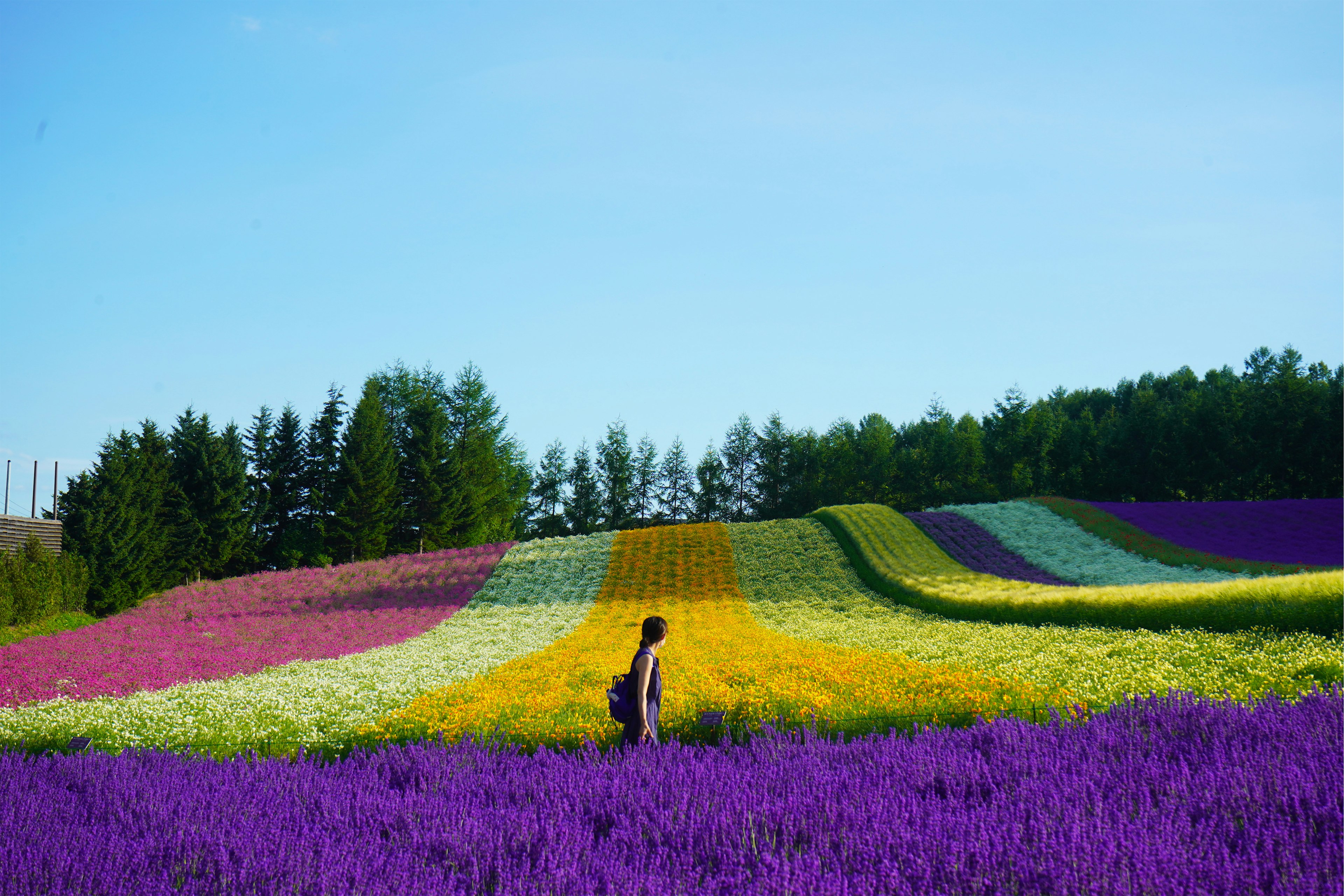 A woman walks through bright slips of colored flower fields in Japan.