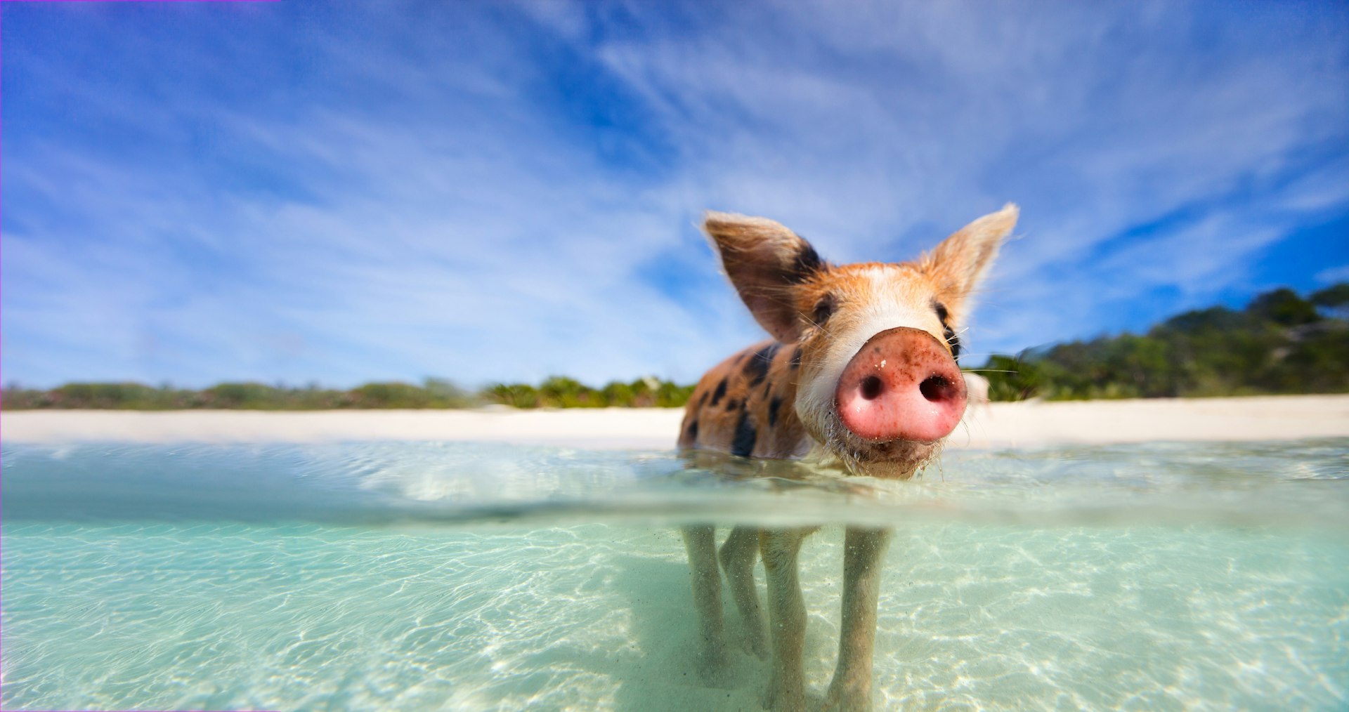 Little piglet in a water at beach on Exuma Bahamas