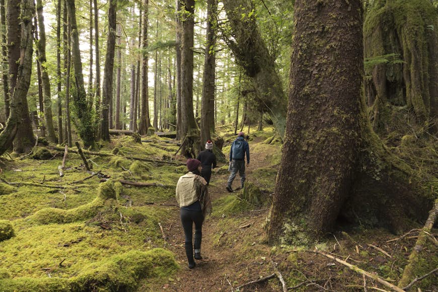 Hiking visitors follow a guide through the mossy forest past massive trees on Louise Island, part of Haida Gwaii. 