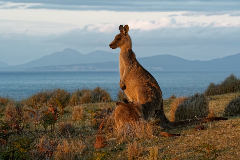Macropus giganteus - Eastern Grey Kangaroo in Tasmania in Australia, Maria Island, Tasmania, standing on the meadow in the evening.
