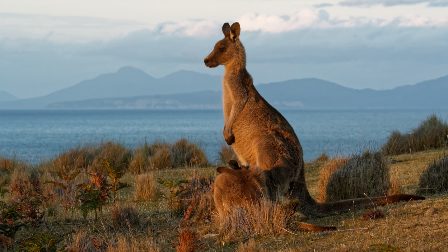 Macropus giganteus - Eastern Grey Kangaroo in Tasmania in Australia, Maria Island, Tasmania, standing on the meadow in the evening.