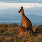 Macropus giganteus - Eastern Grey Kangaroo in Tasmania in Australia, Maria Island, Tasmania, standing on the meadow in the evening.