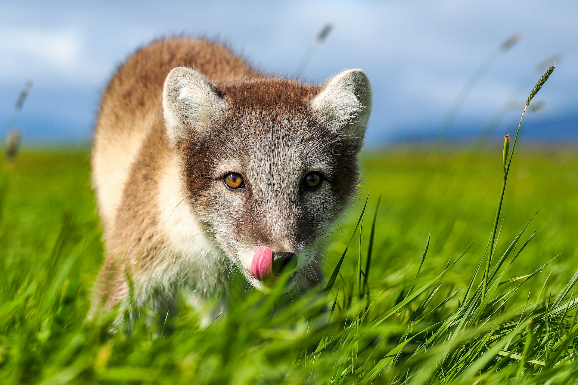 A close-up of an arctic fox walking toward the camera. 