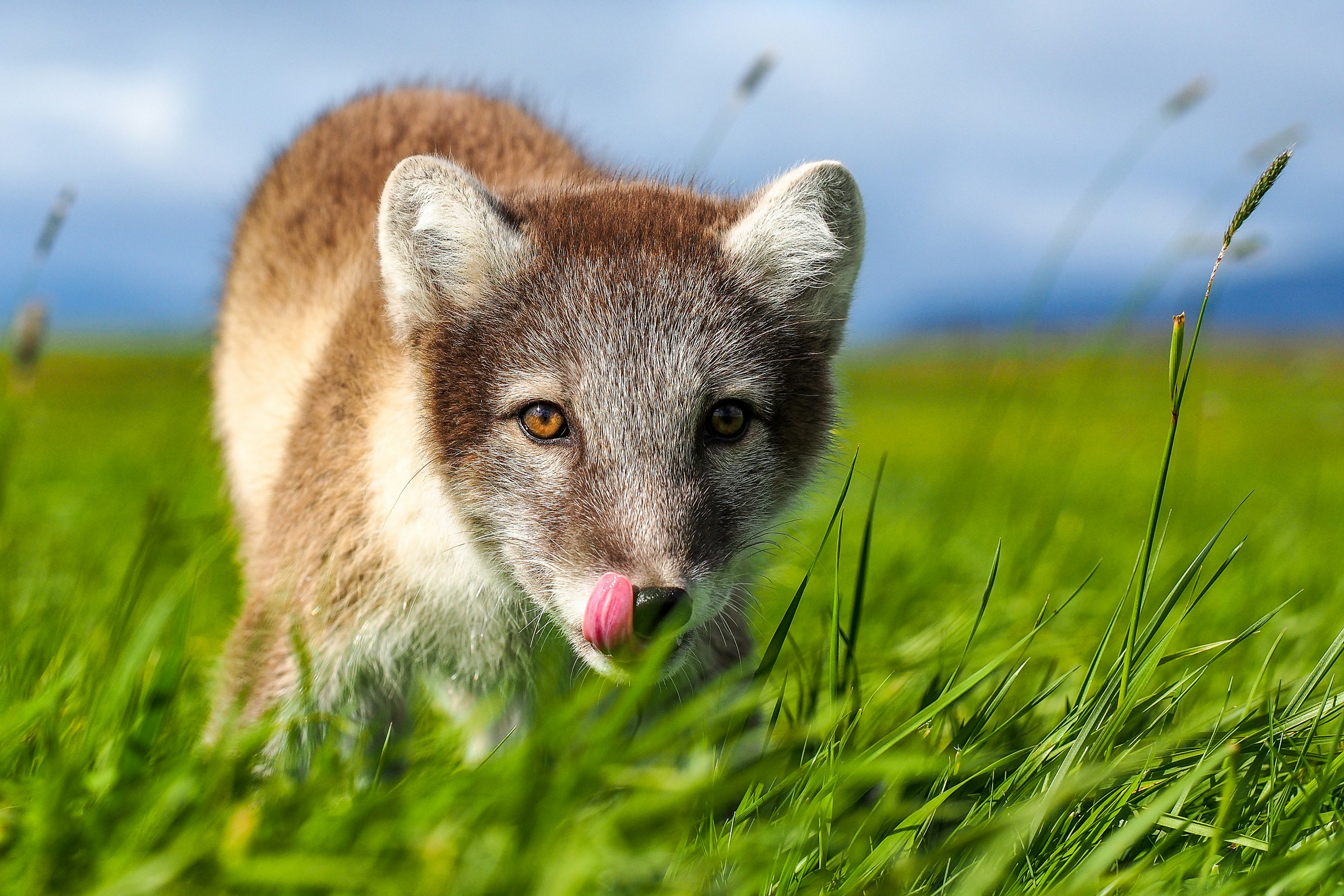 A close-up of an arctic fox walking toward the camera.