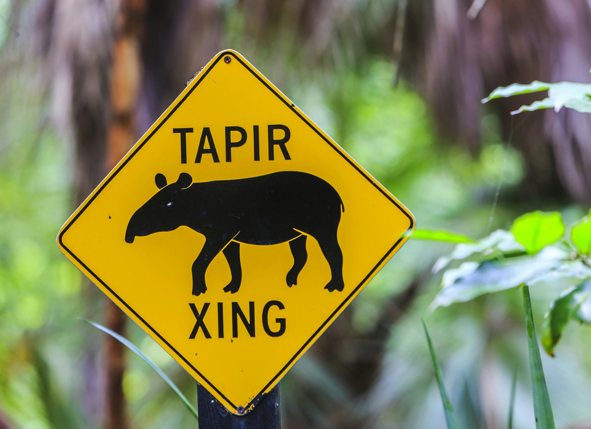 A black-and-yellow road sign with the outline of a tapir on it and the text "TAPIR XING"