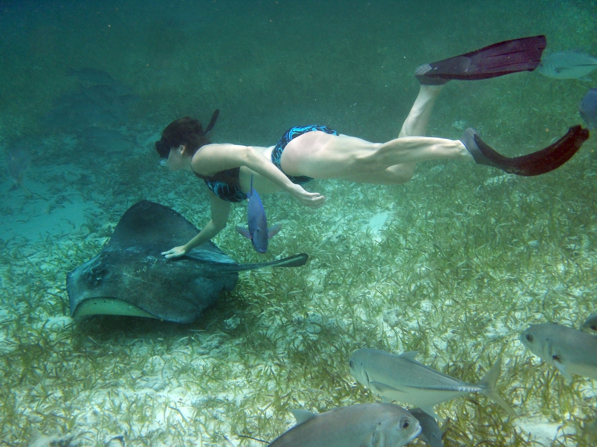 A woman snorkels and gently touches the back of a Southern stingray swimming above the sea grass bed in Shark-Ray Alley in Belize as yellow Jacks and a blue tang swim in the foreground. 