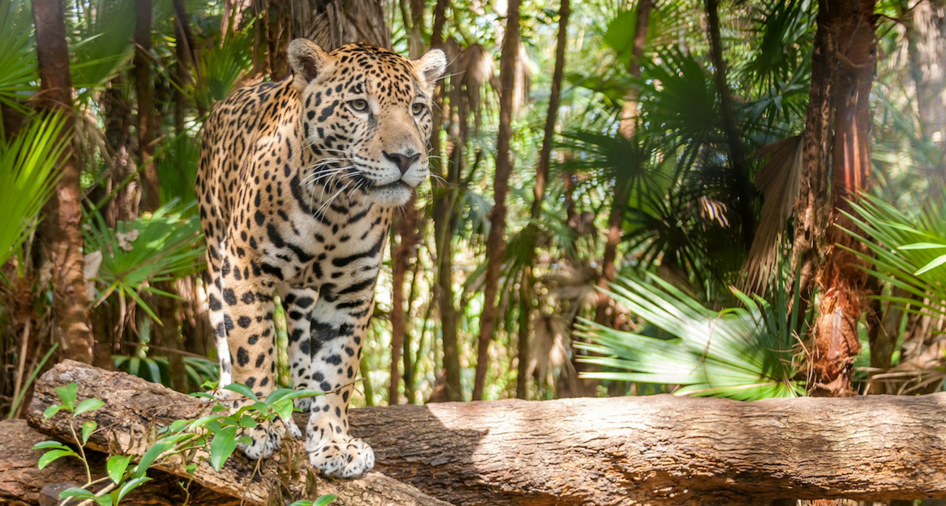 A Jaguar on a log in Belize