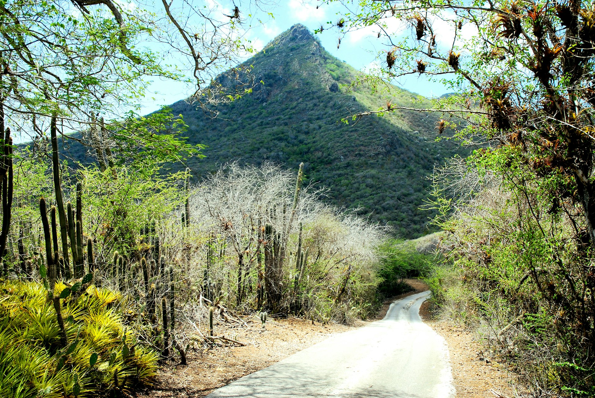 A view of Mt Christoffel in Curaçao from the ground