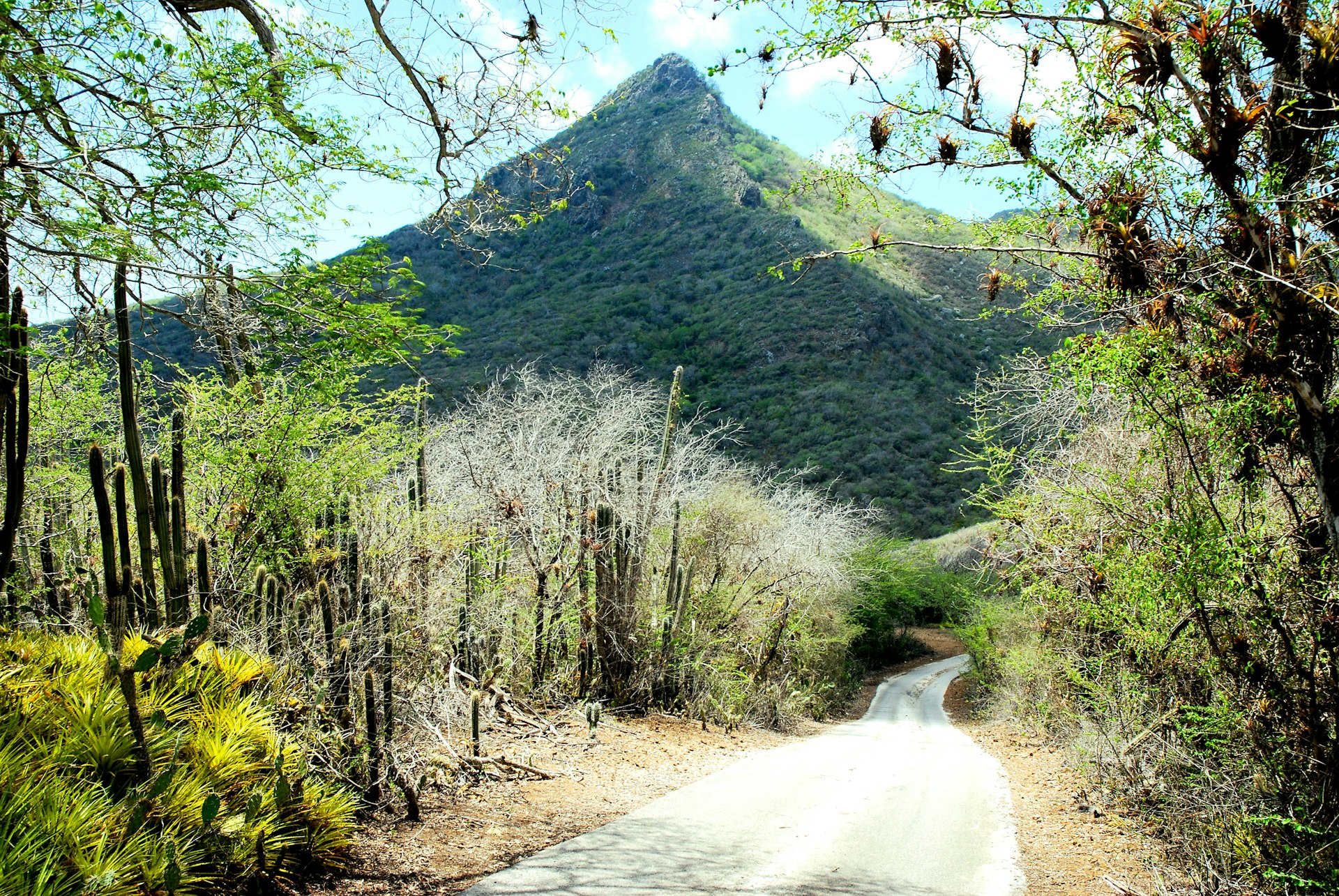 Une vue du mont Christoffel à Curaçao depuis le sol