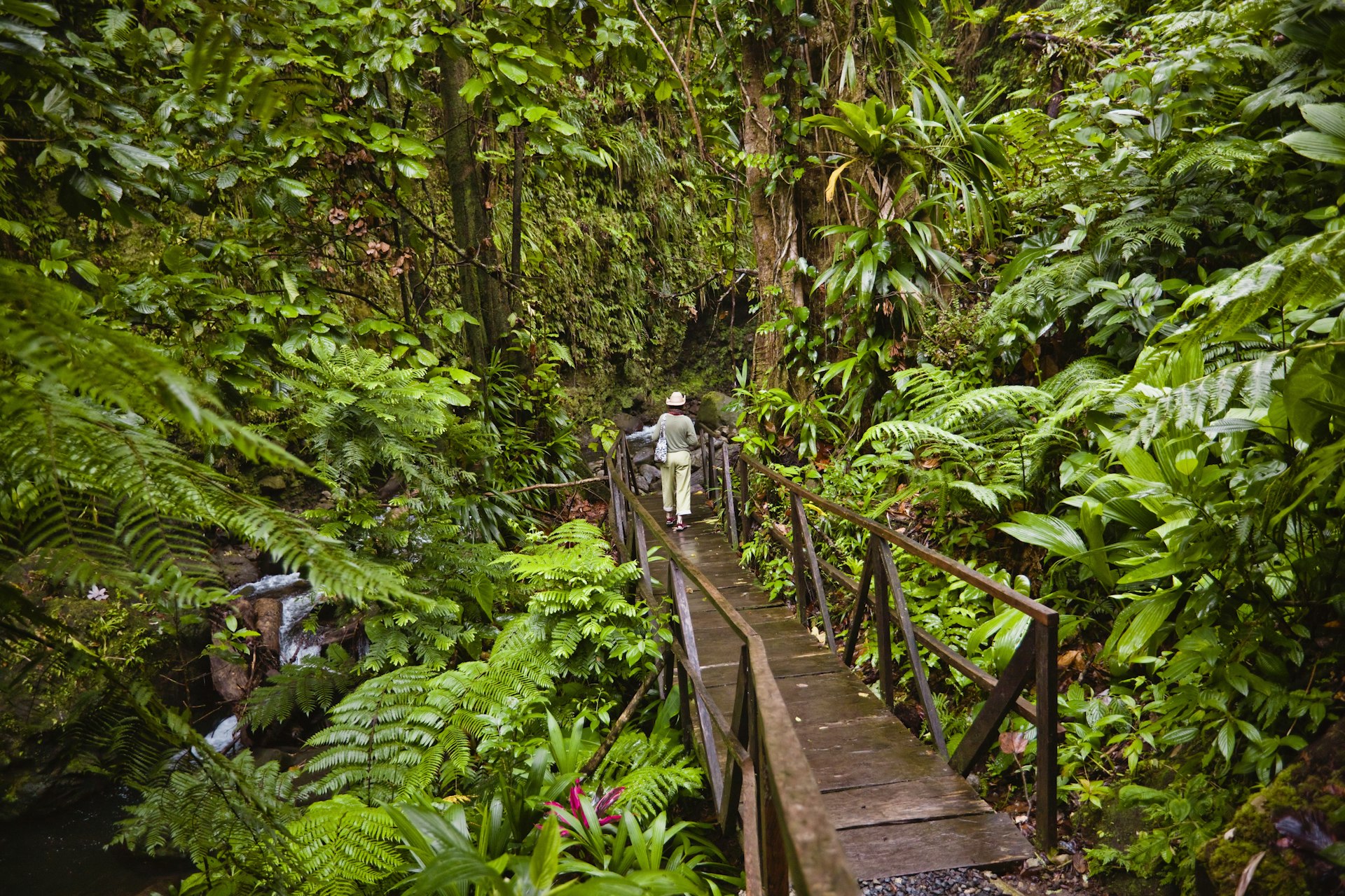 A woman stands on a board walk that cuts through a dense rainforest landscape