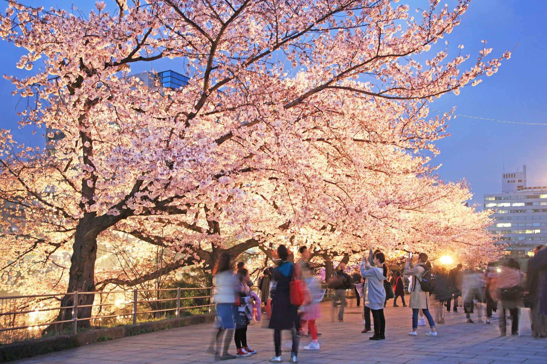 Cherry blossom trees in bloom with people taking photos at dusk