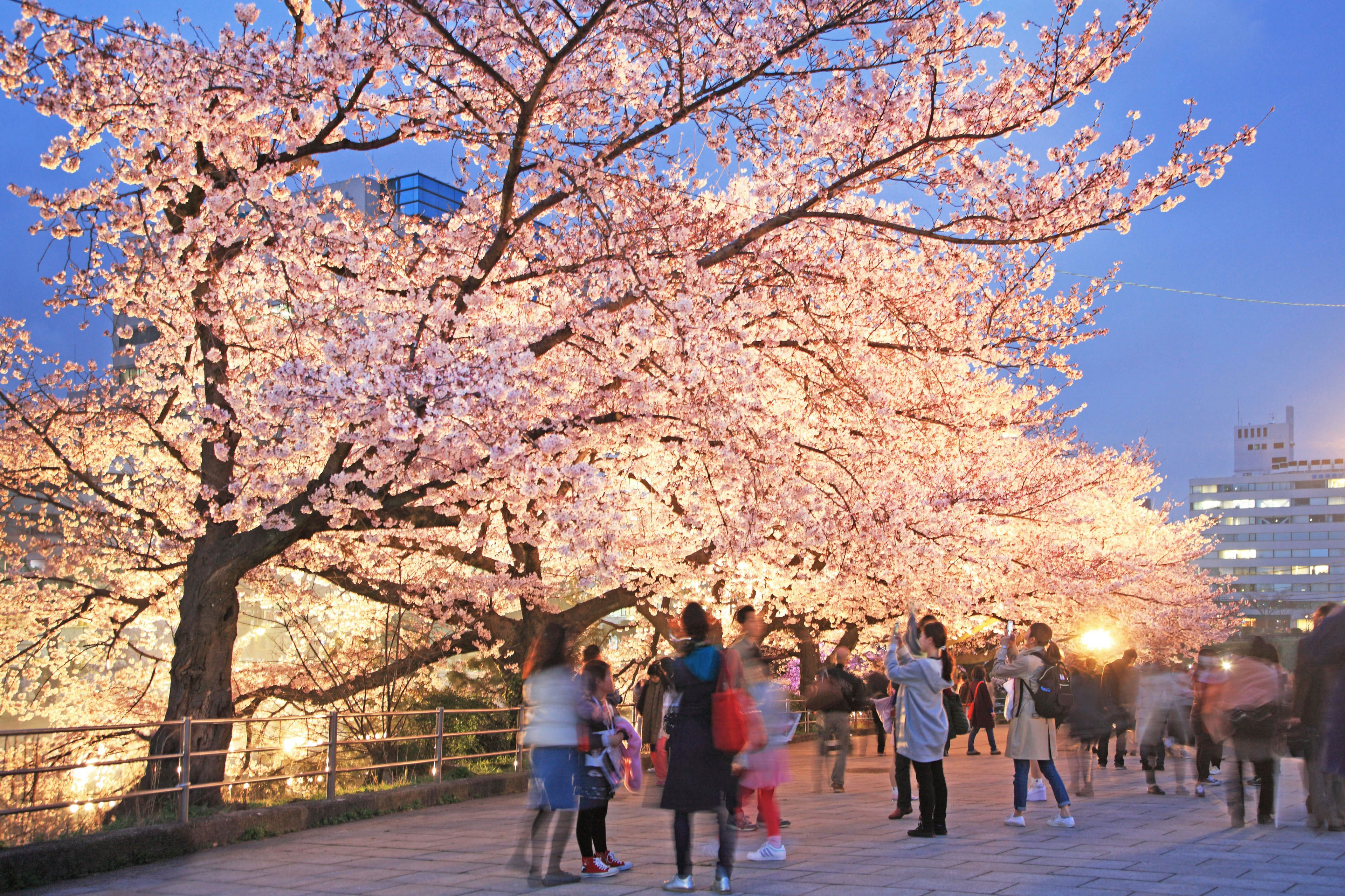 Cherry blossom trees in bloom with people taking photos at dusk